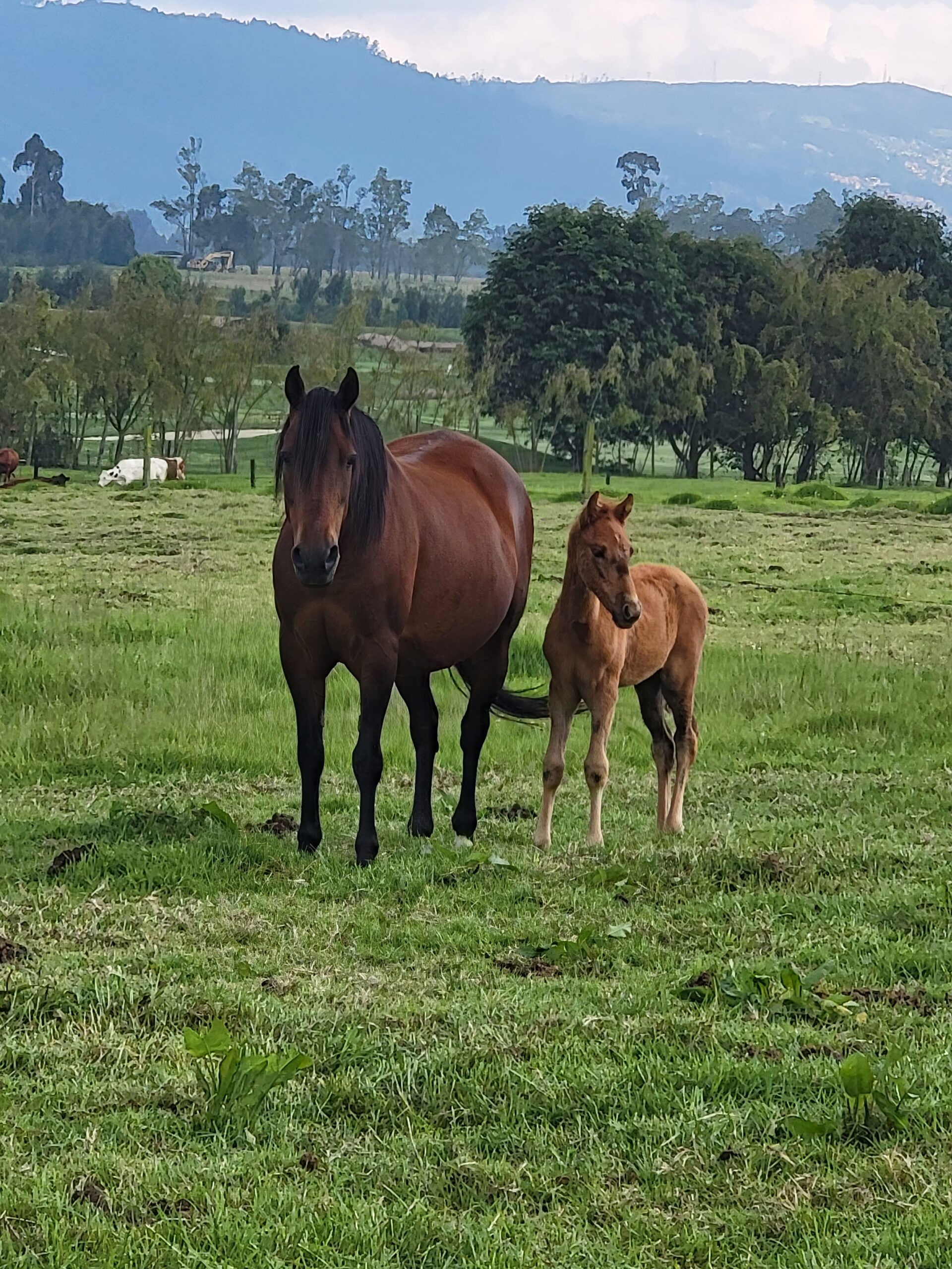 perfiles del paso fino